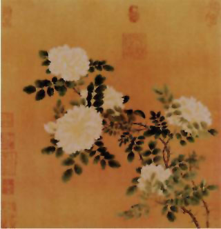 图片：白蔷薇图