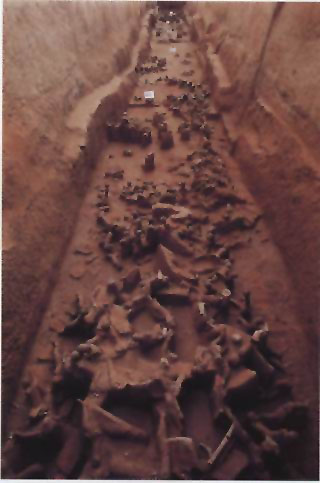 图片：阳陵21号从葬坑出土情况