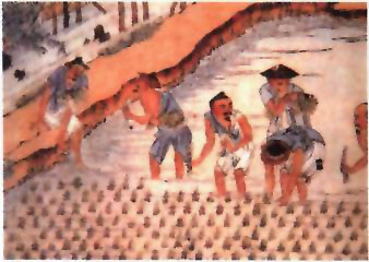 图片：插秧