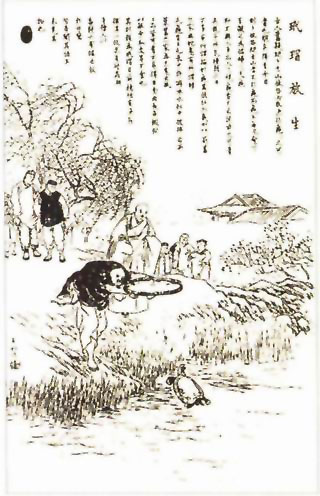 图片：玳瑁放生