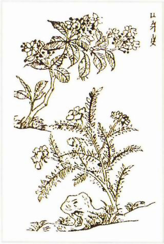 图片：茉萸花